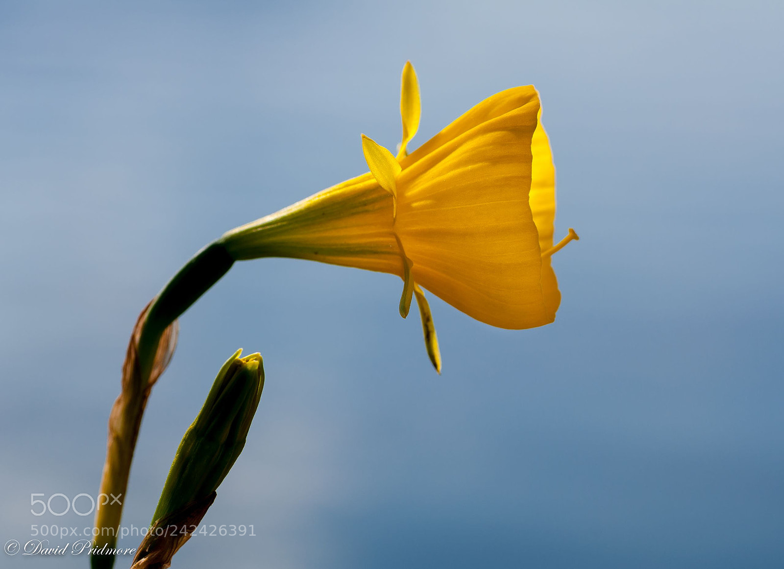Nikon D90 sample photo. Flower photography