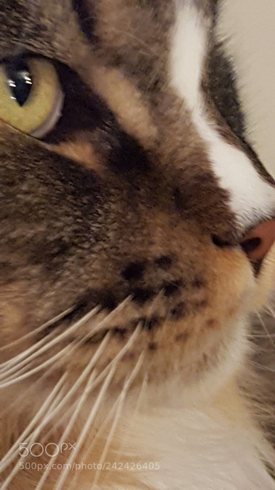 Samsung Galaxy S7 Edge sample photo. Cat photography