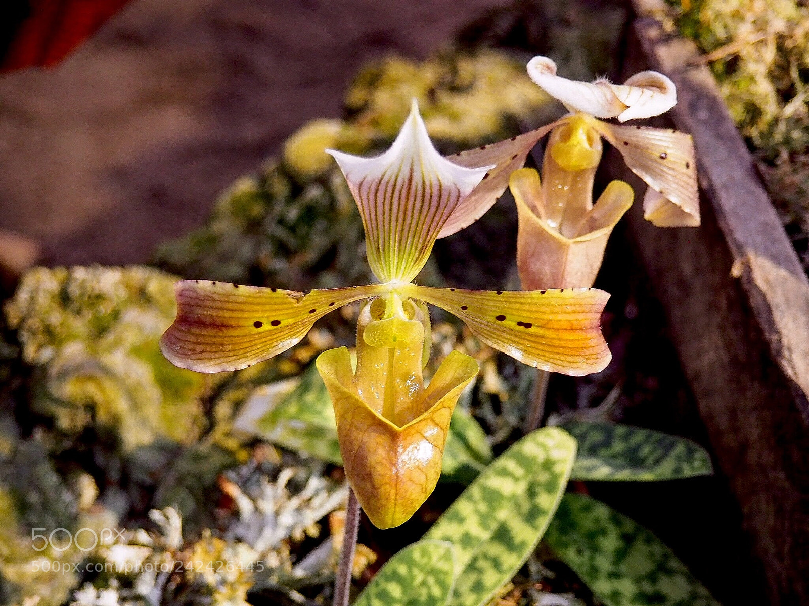 Olympus PEN E-PL7 sample photo. Orchid. the botanical garden photography