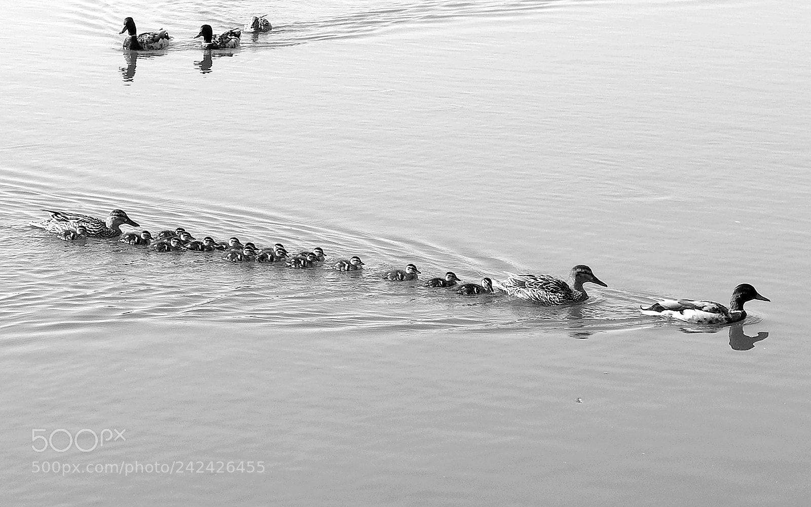 Panasonic Lumix DMC-LX7 sample photo. Duck's fleet on the photography