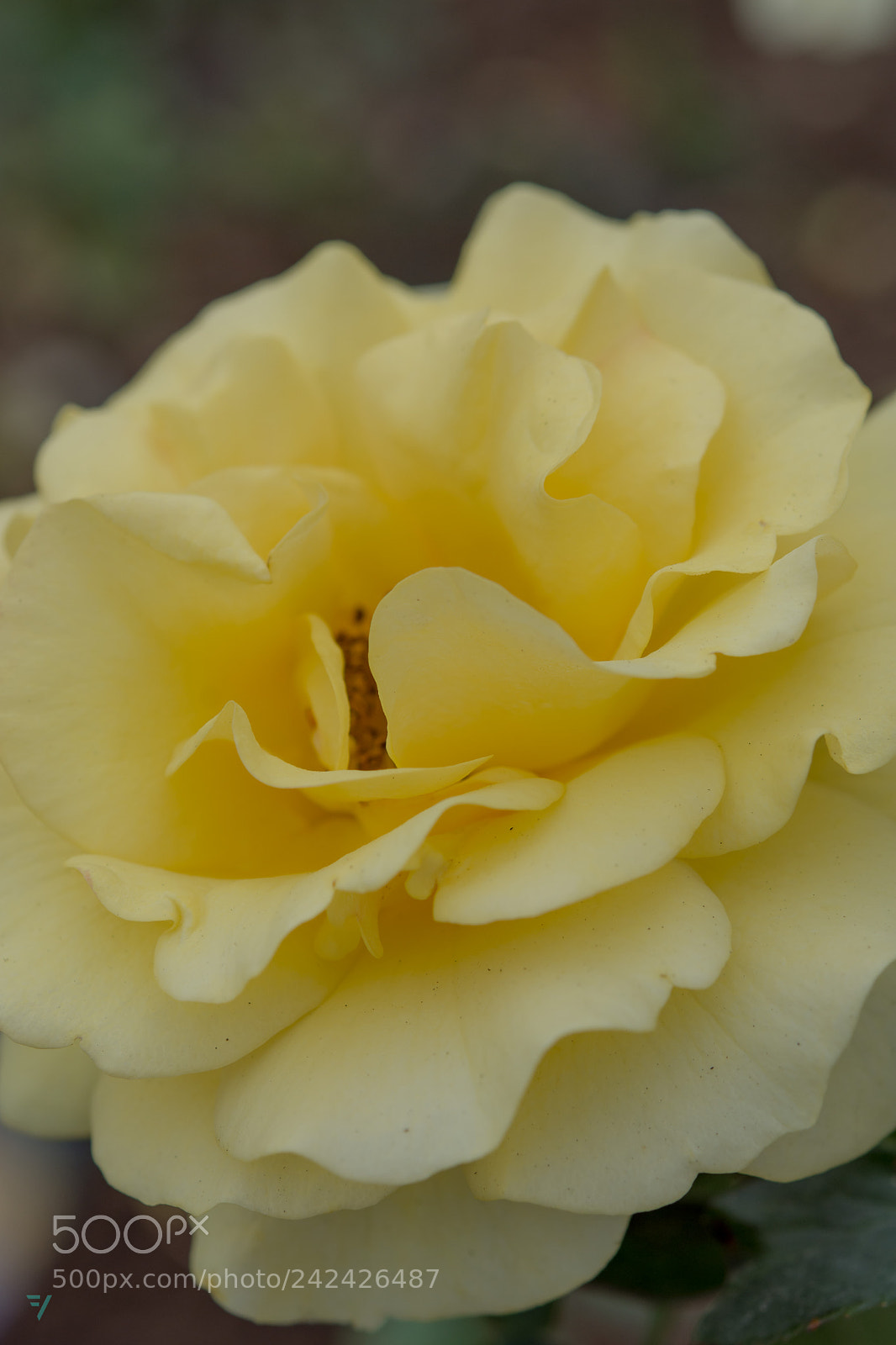 Nikon D7200 sample photo. Yellow curves photography