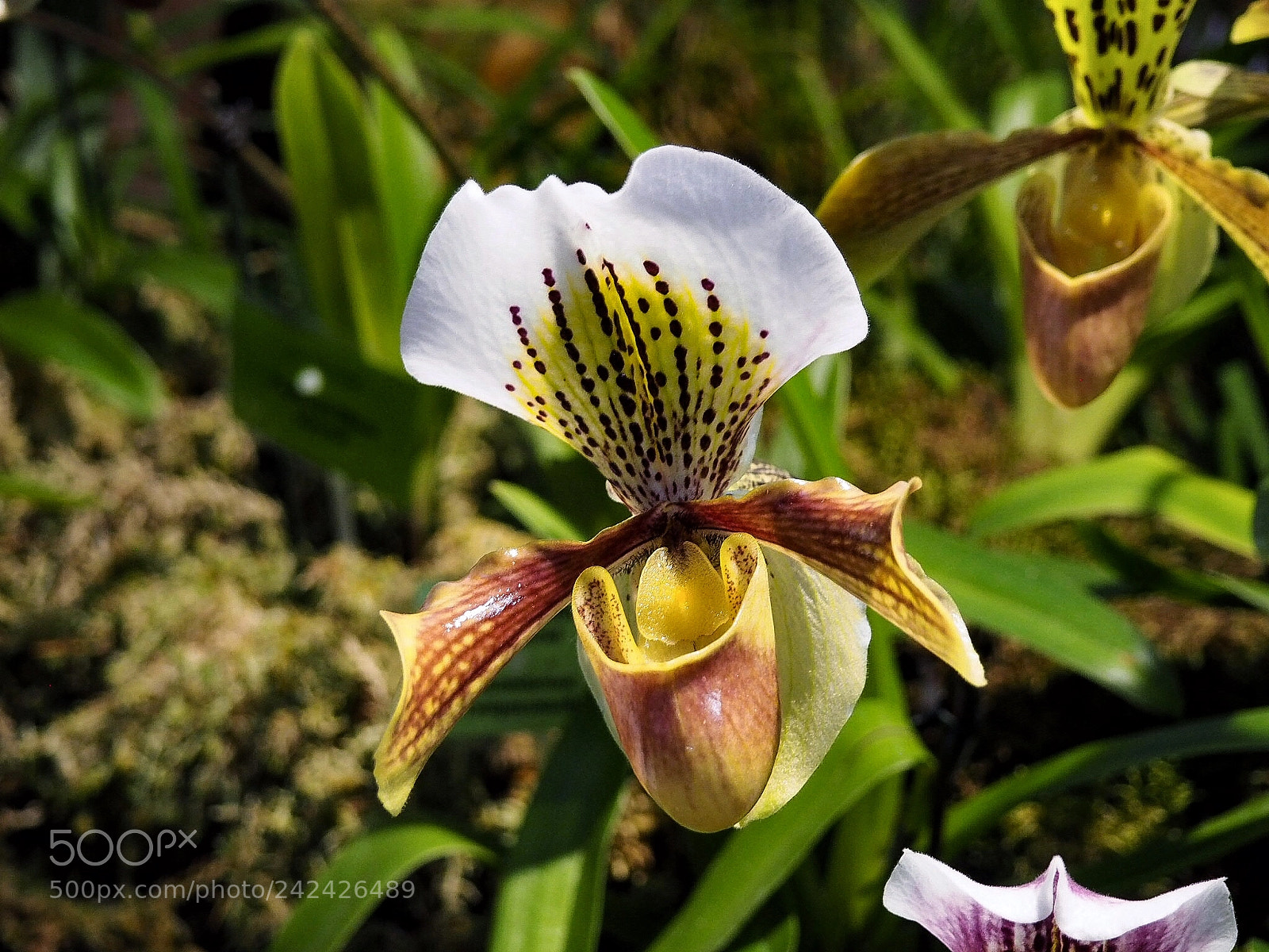 Olympus PEN E-PL7 sample photo. Orchid. the botanical garden photography