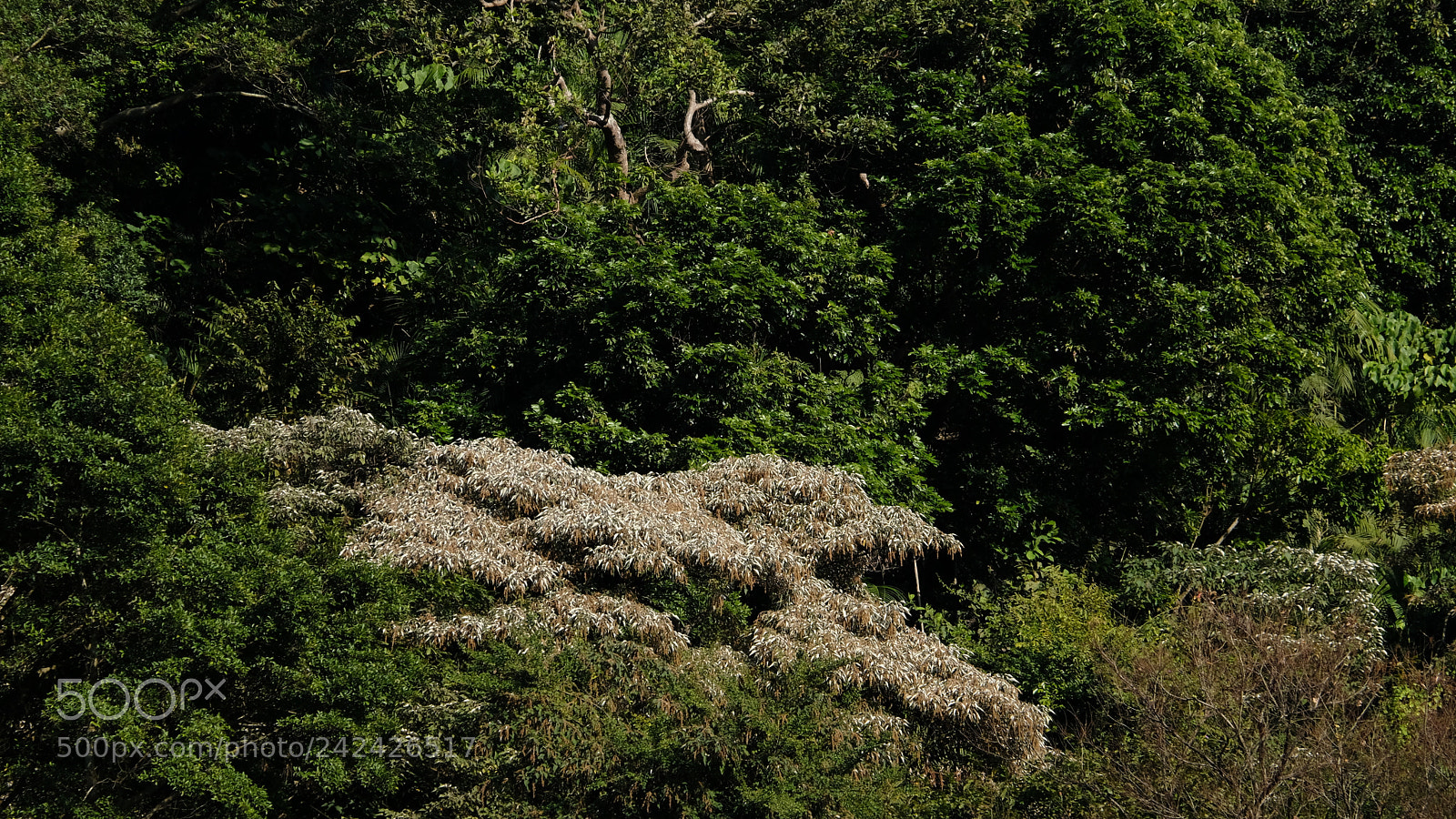 Fujifilm X-T20 sample photo. 24811320367.jpg photography