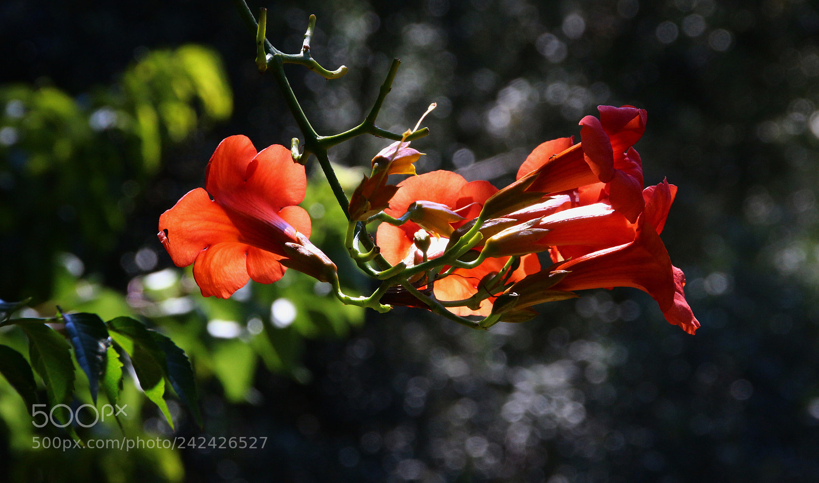 Canon EOS 100D (EOS Rebel SL1 / EOS Kiss X7) sample photo. Borazan................. photography