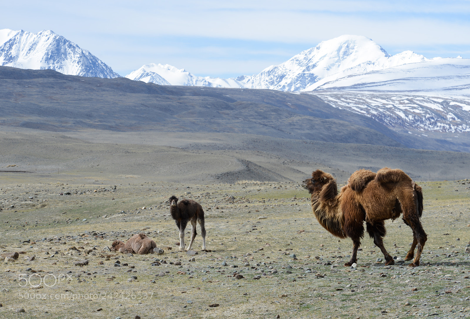 Nikon D800E sample photo. Altai mars photography