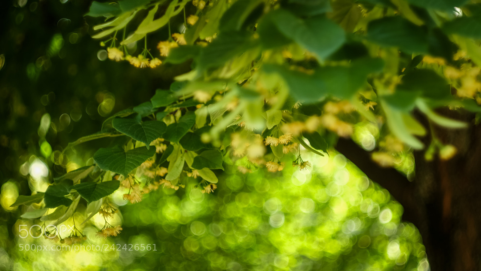 Fujifilm X-A1 sample photo. Untitled photography