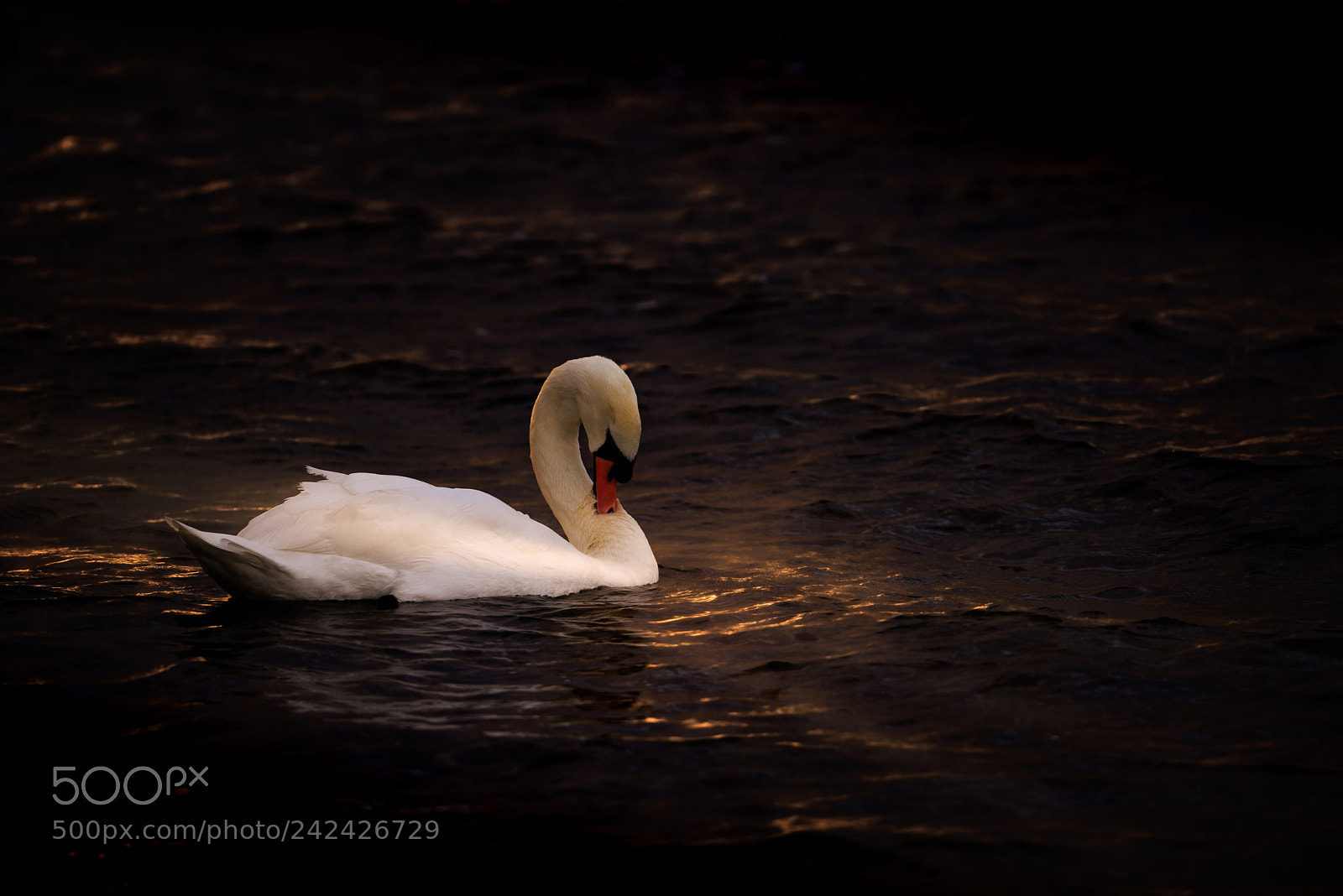 Nikon D810 sample photo. 'loge' photography