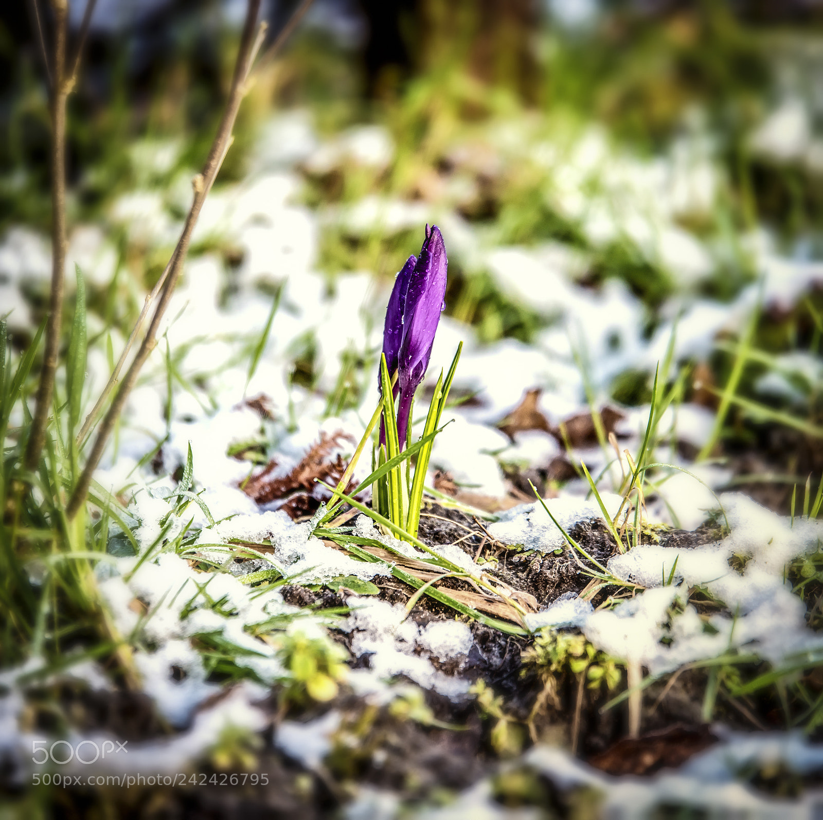 Nikon D810 sample photo. The first flower photography