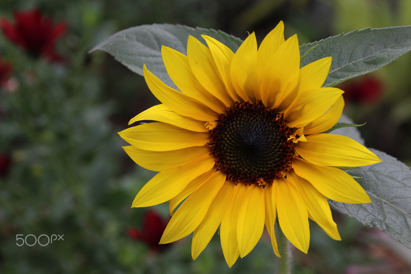 Canon EOS 600D (Rebel EOS T3i / EOS Kiss X5) sample photo. Sunflower photography