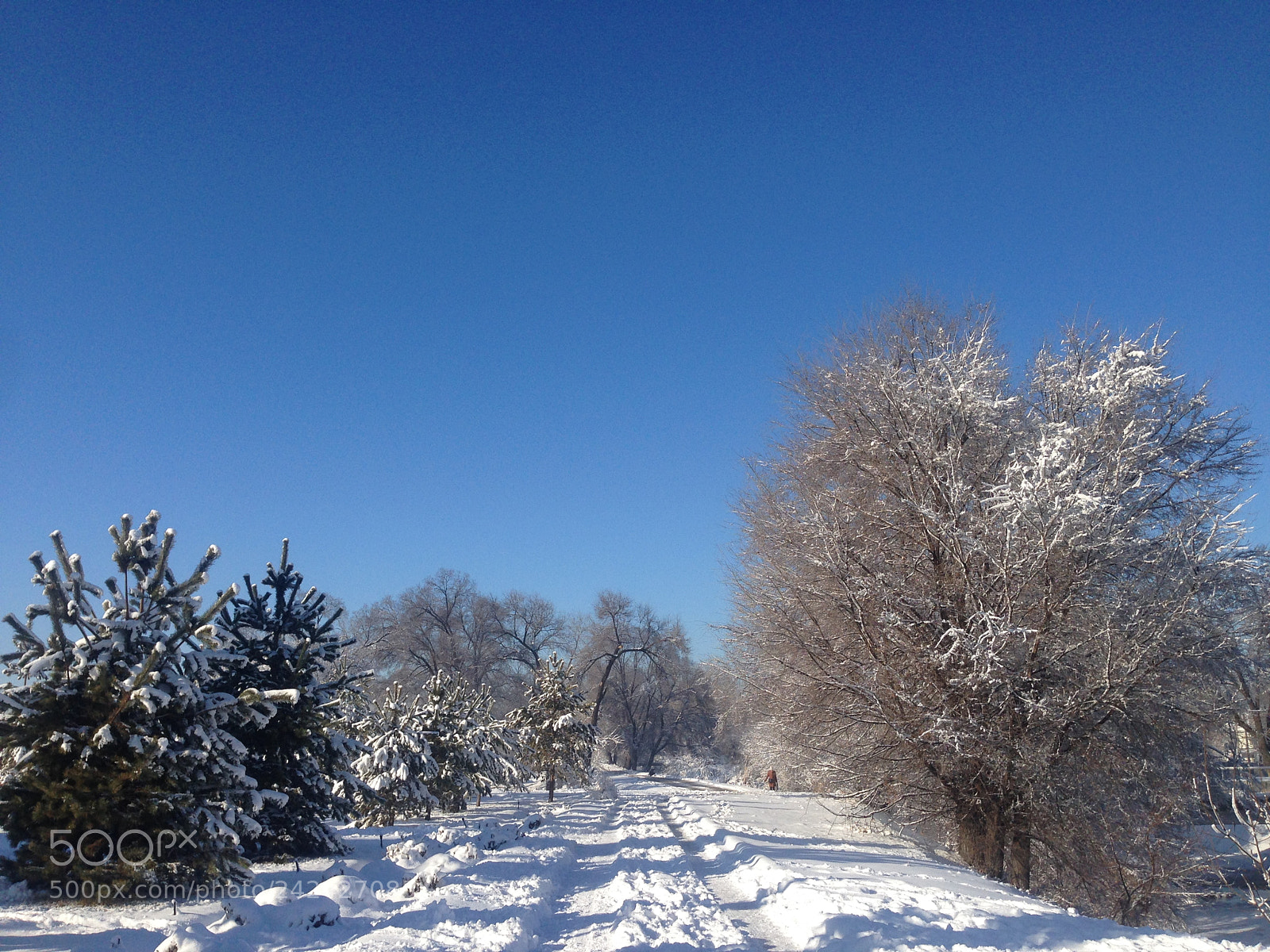 Apple iPhone 5 sample photo. Winter is the time photography