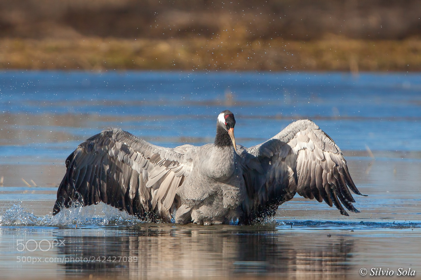 Canon EOS 50D sample photo. Crane photography