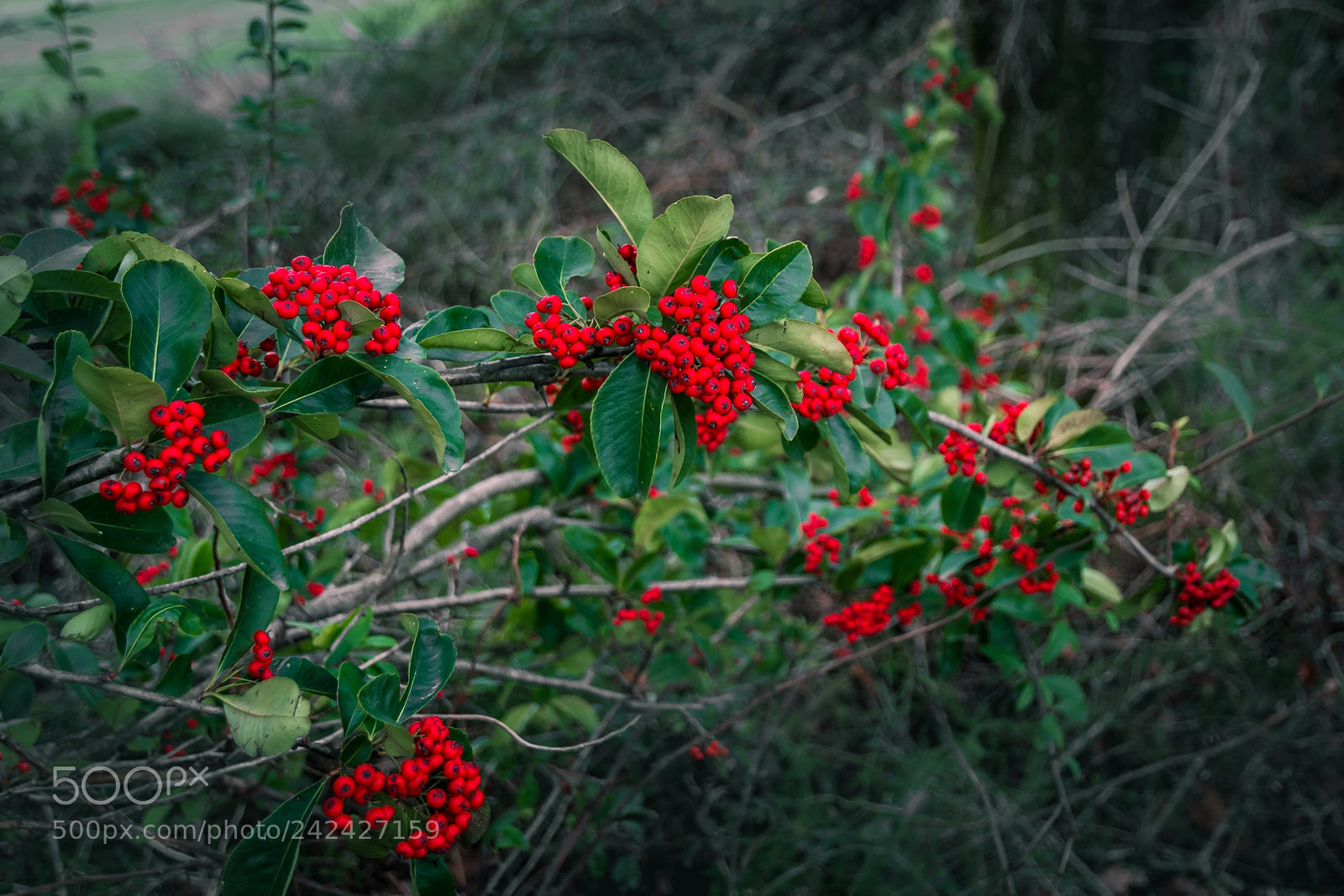 Nikon D7200 sample photo. Colour harmony photography