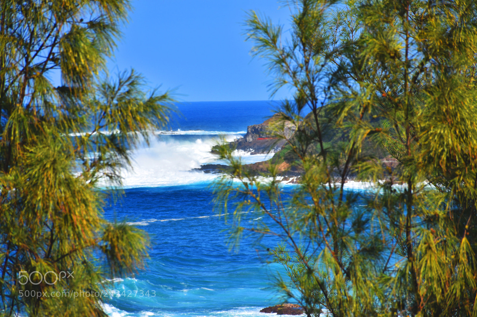 Nikon D7200 sample photo. Maliko pines photography