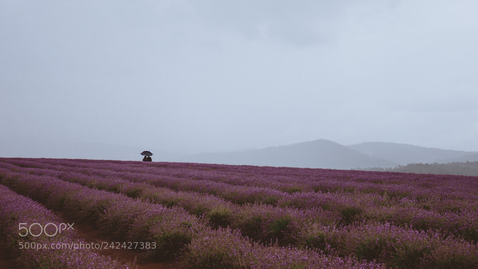 Panasonic Lumix DMC-G7 sample photo. Purple haze life's a photography