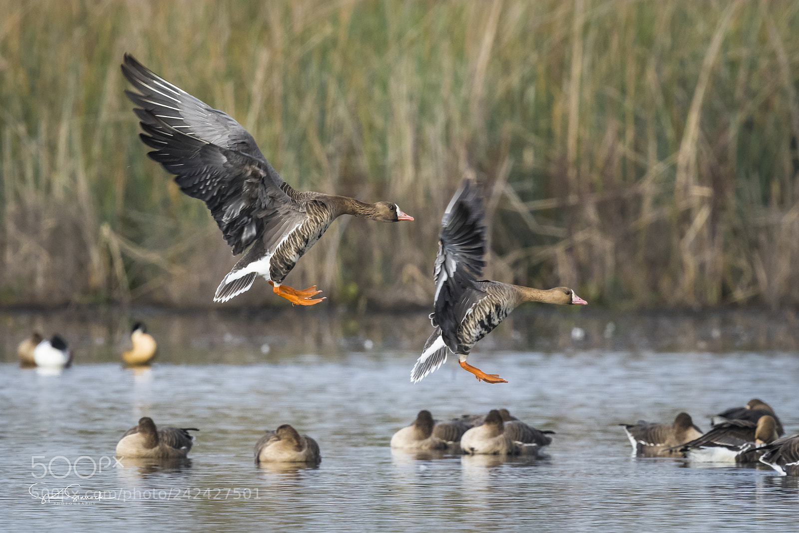 Nikon D850 sample photo. Greater white fronted geese photography