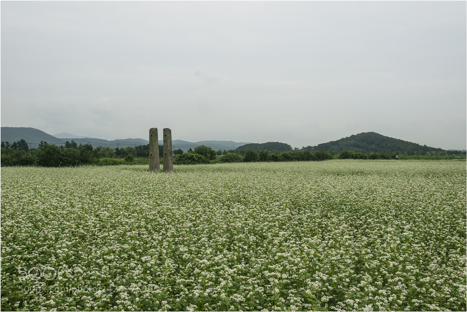 Nikon D800 sample photo. Buckwheat flowers photography
