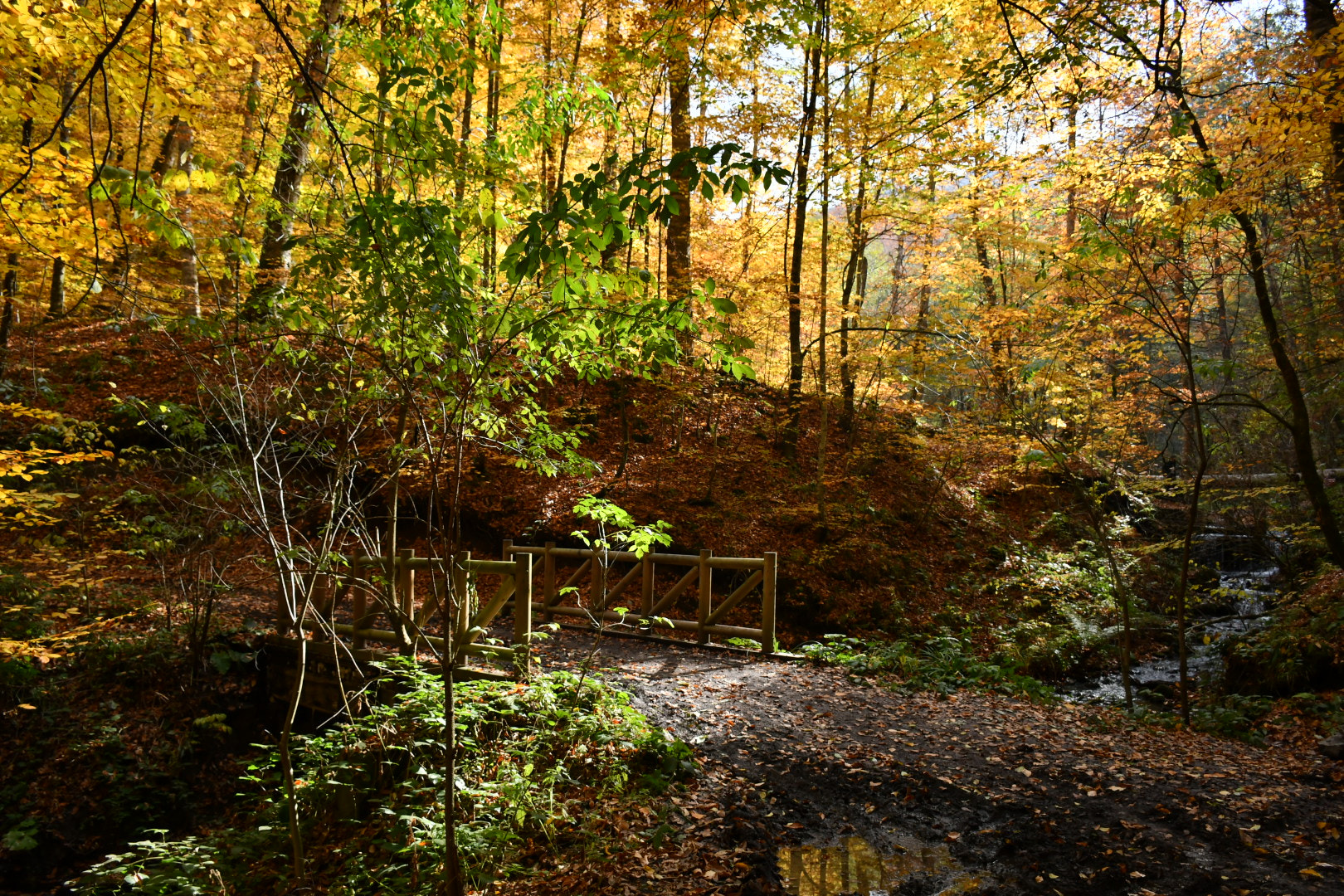 Nikon D7500 sample photo. The bridge photography