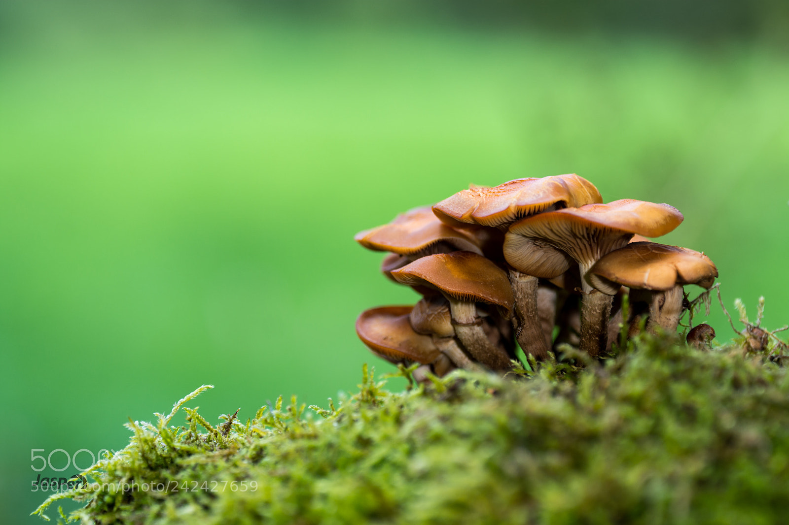 Nikon D7200 sample photo. Mushrooms photography