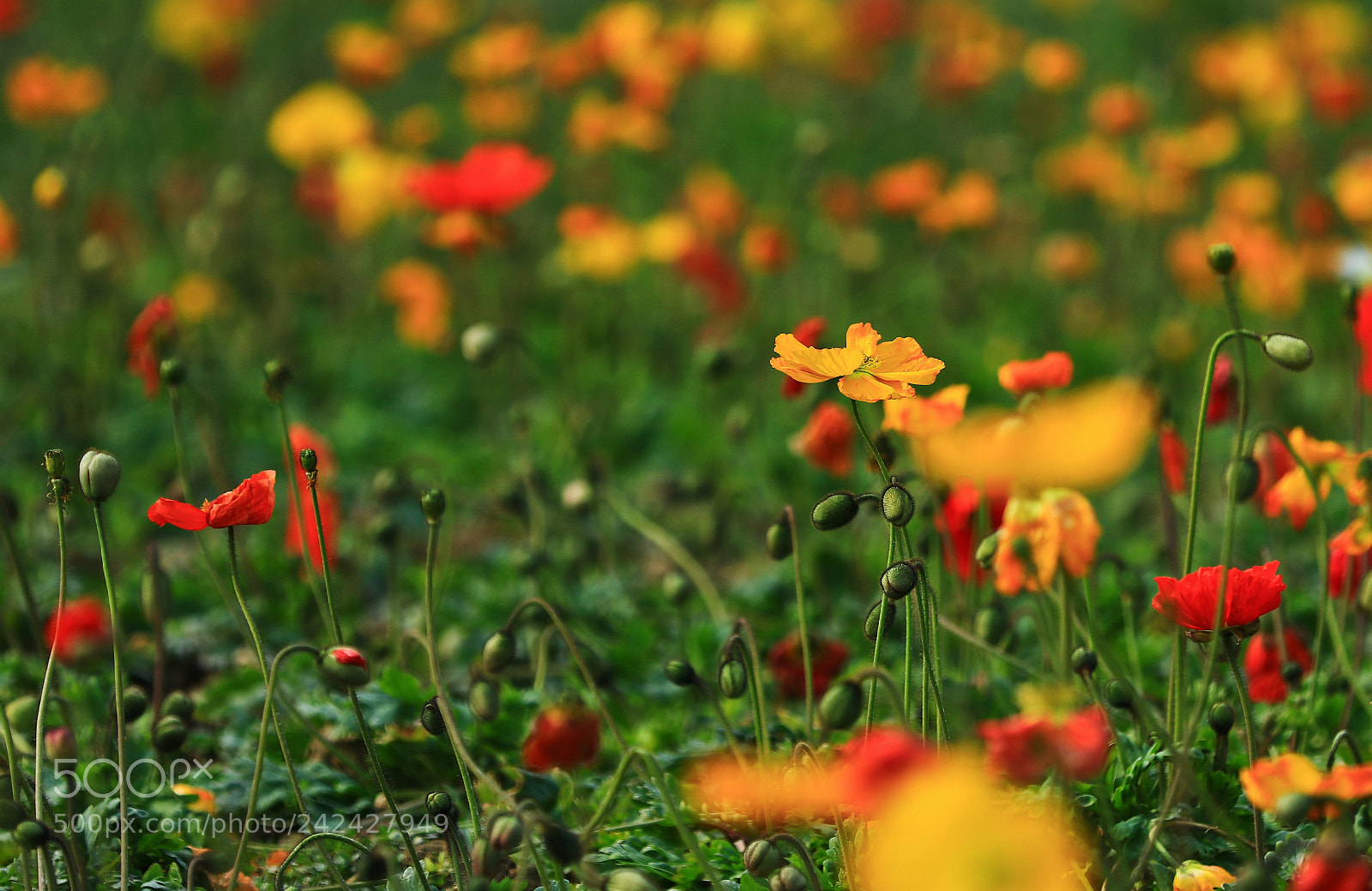 Canon EOS 7D Mark II sample photo. Untitled photography