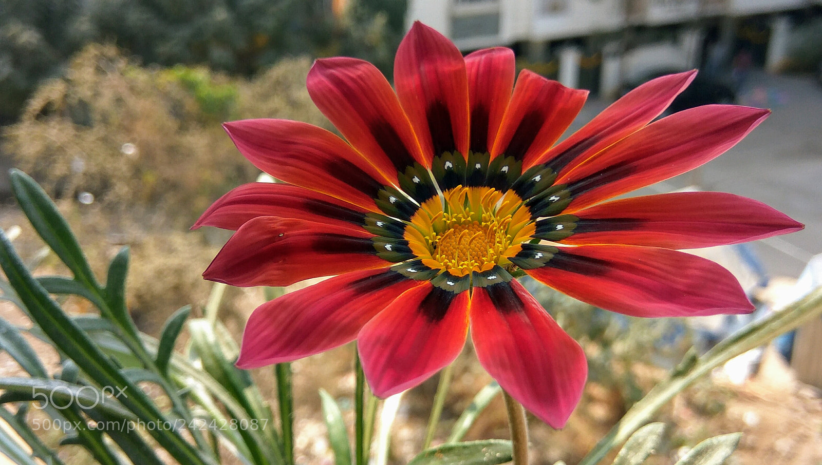 Xiaomi Redmi Note3 sample photo. Flowers photography