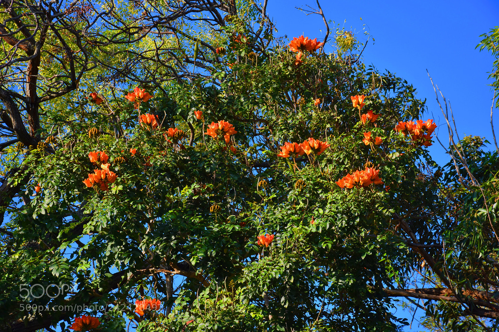 Nikon D7200 sample photo. Orange flowers photography
