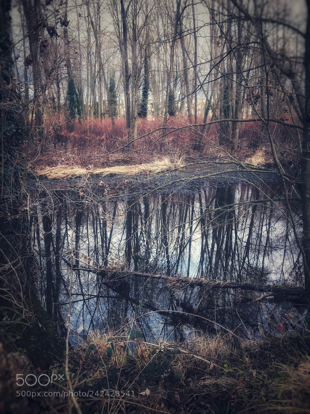 Apple iPhone 6s sample photo. Untitled photography