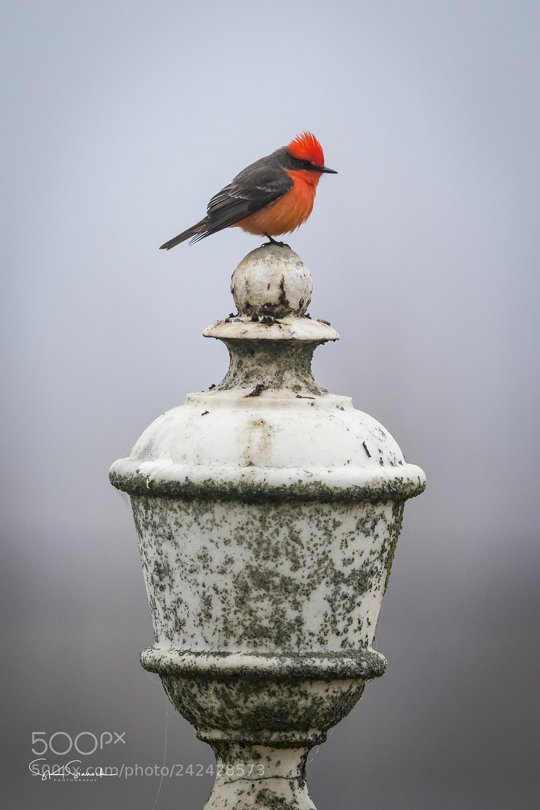 Nikon D850 sample photo. Vermillion flycatcher photography