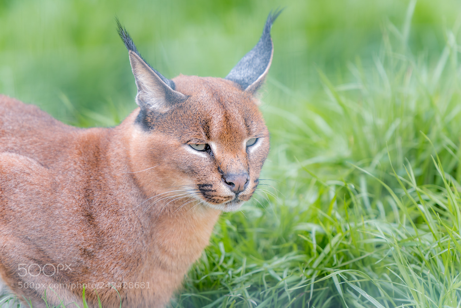 Nikon D810 sample photo. Caracal photography
