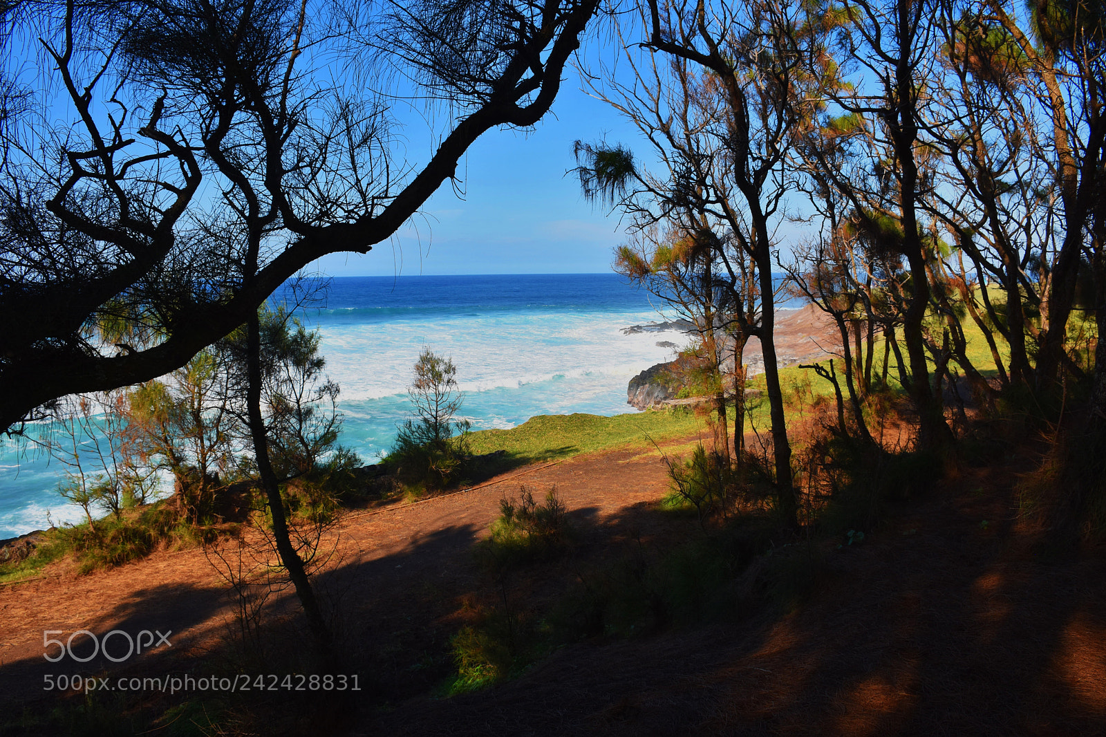 Nikon D7200 sample photo. Through trees photography