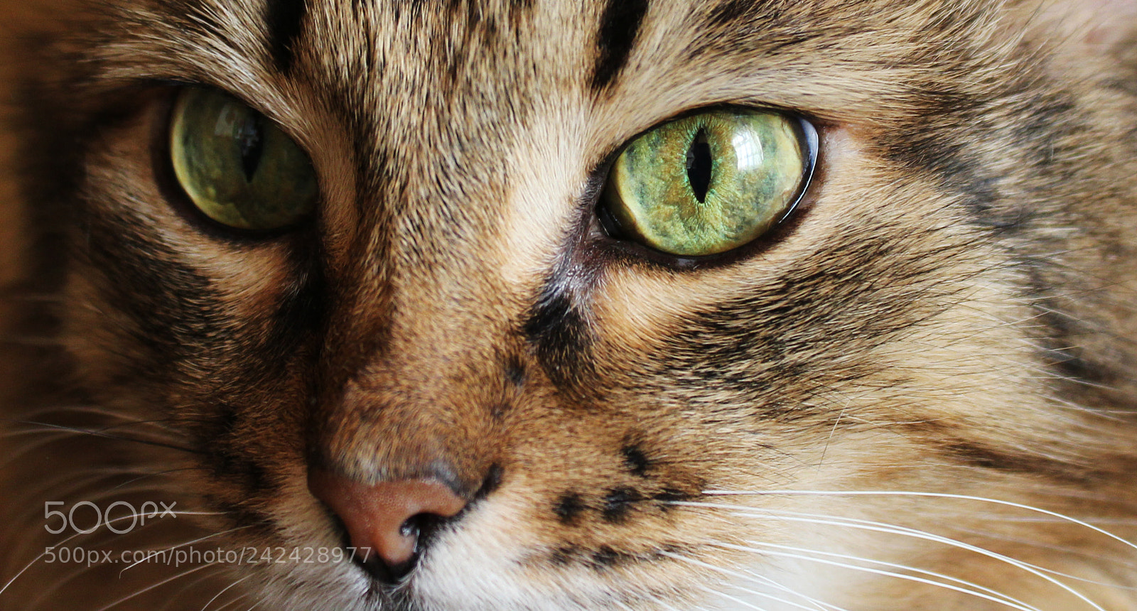 Canon EOS 1200D (EOS Rebel T5 / EOS Kiss X70 / EOS Hi) sample photo. Vasil photography