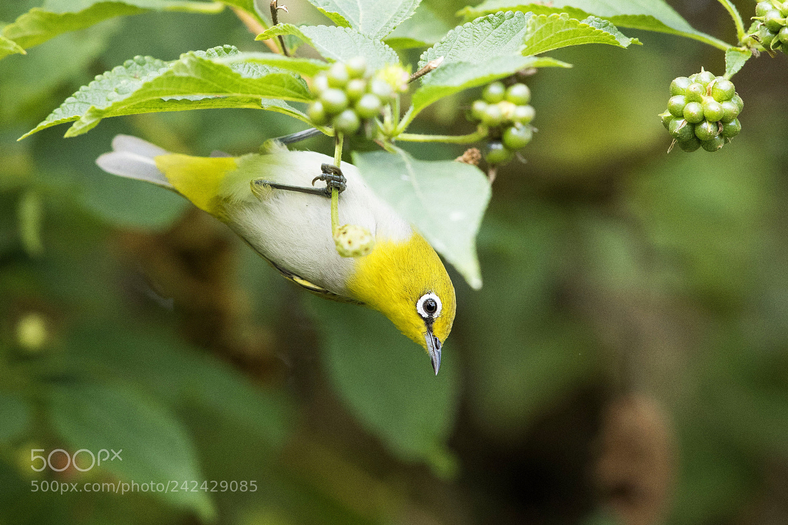 Canon EOS-1D X Mark II sample photo. Oriental white eye. photography