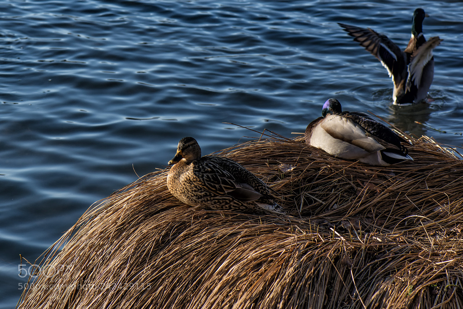 Nikon D600 sample photo. Ducks photography