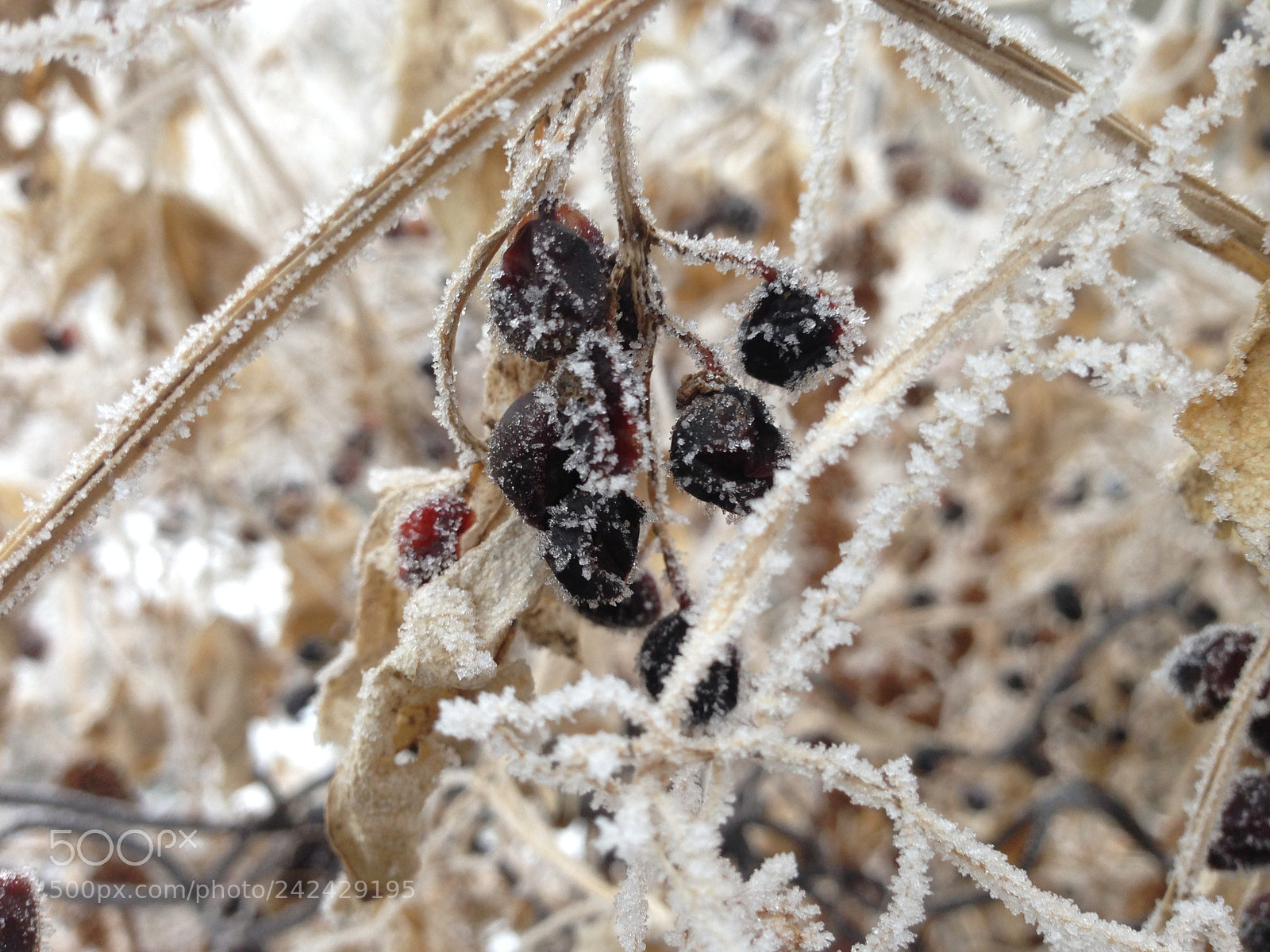Apple iPhone 5 sample photo. The frost is beautiful. photography