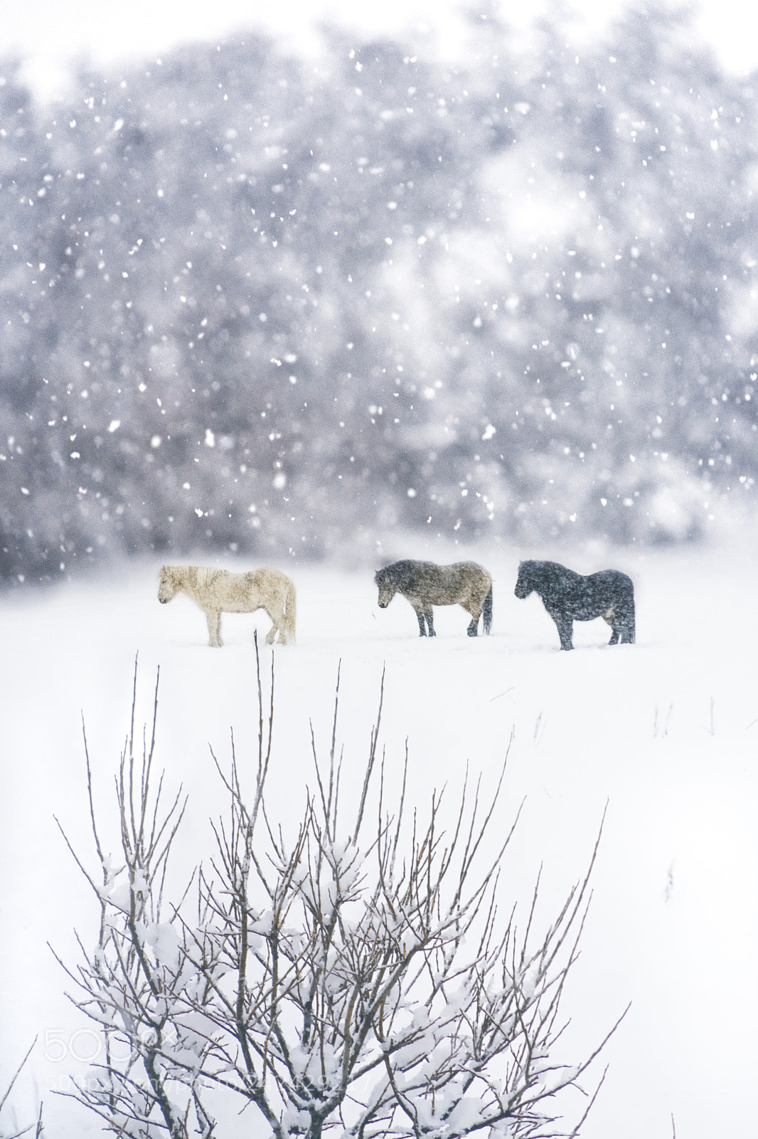 Sony a7 II sample photo. Icelandic horses in snow photography