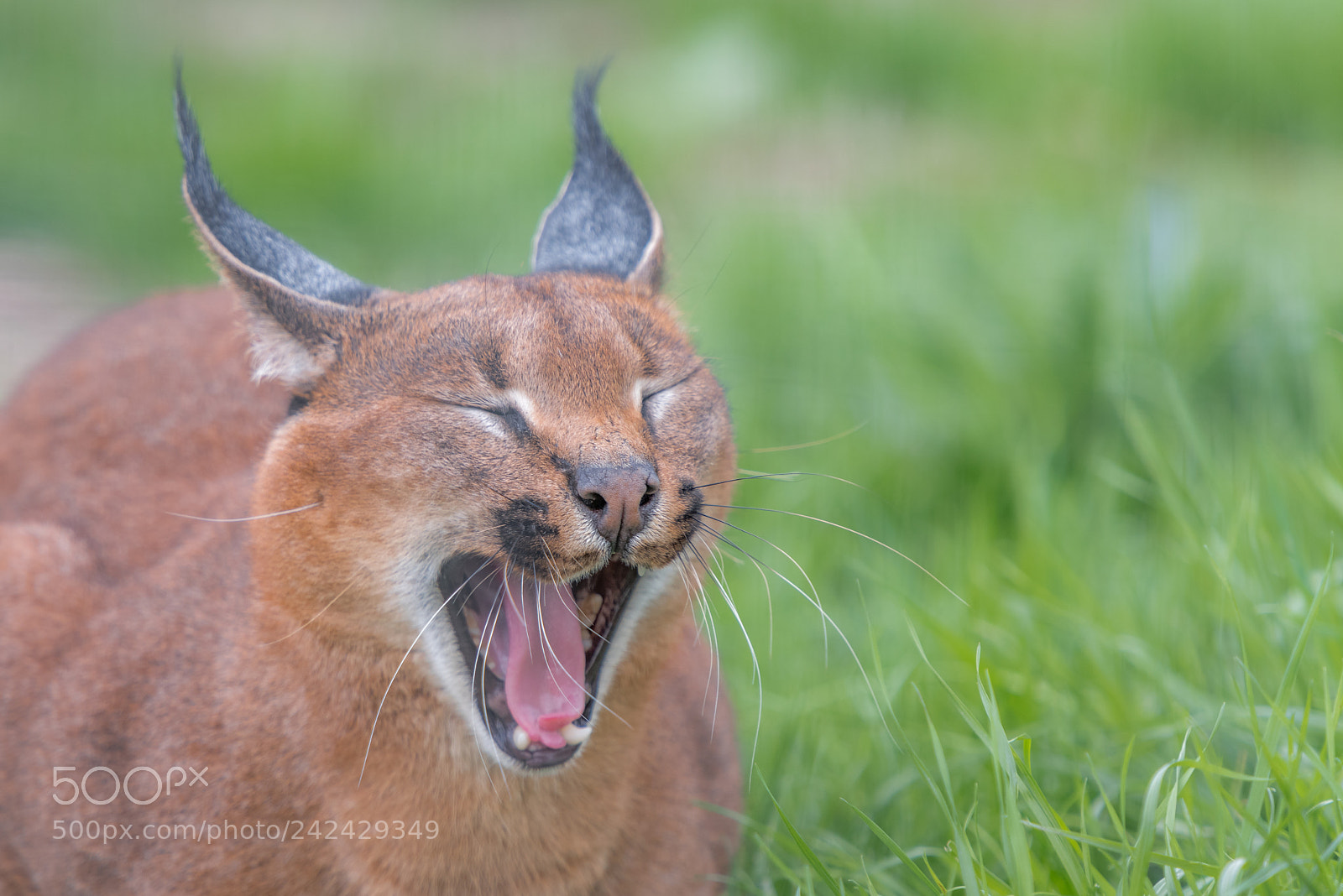 Nikon D810 sample photo. Caracal photography