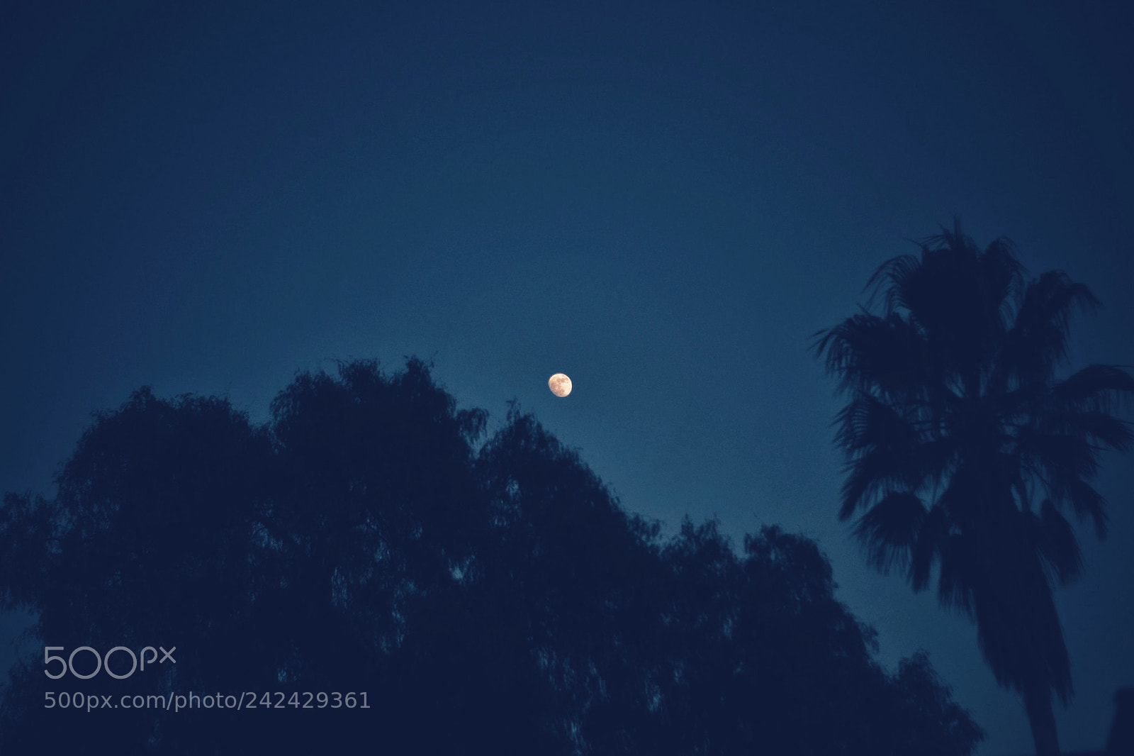 Nikon D3100 sample photo. Moon photography