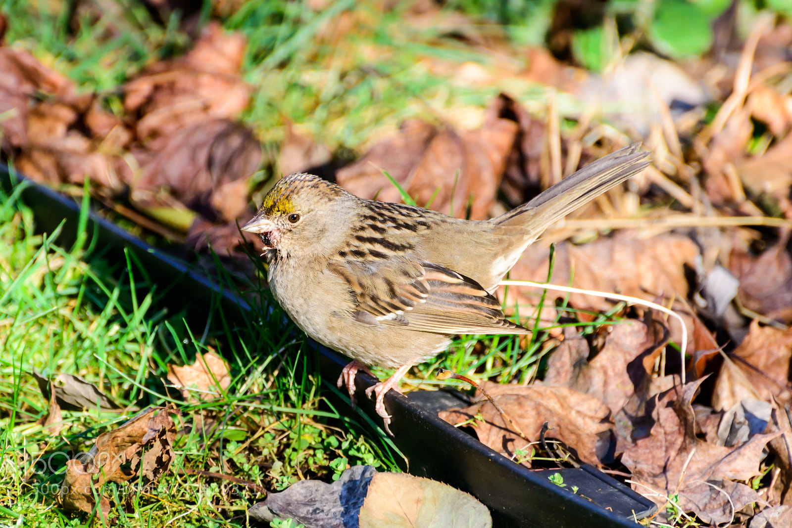 Nikon D800 sample photo. Round boy photography