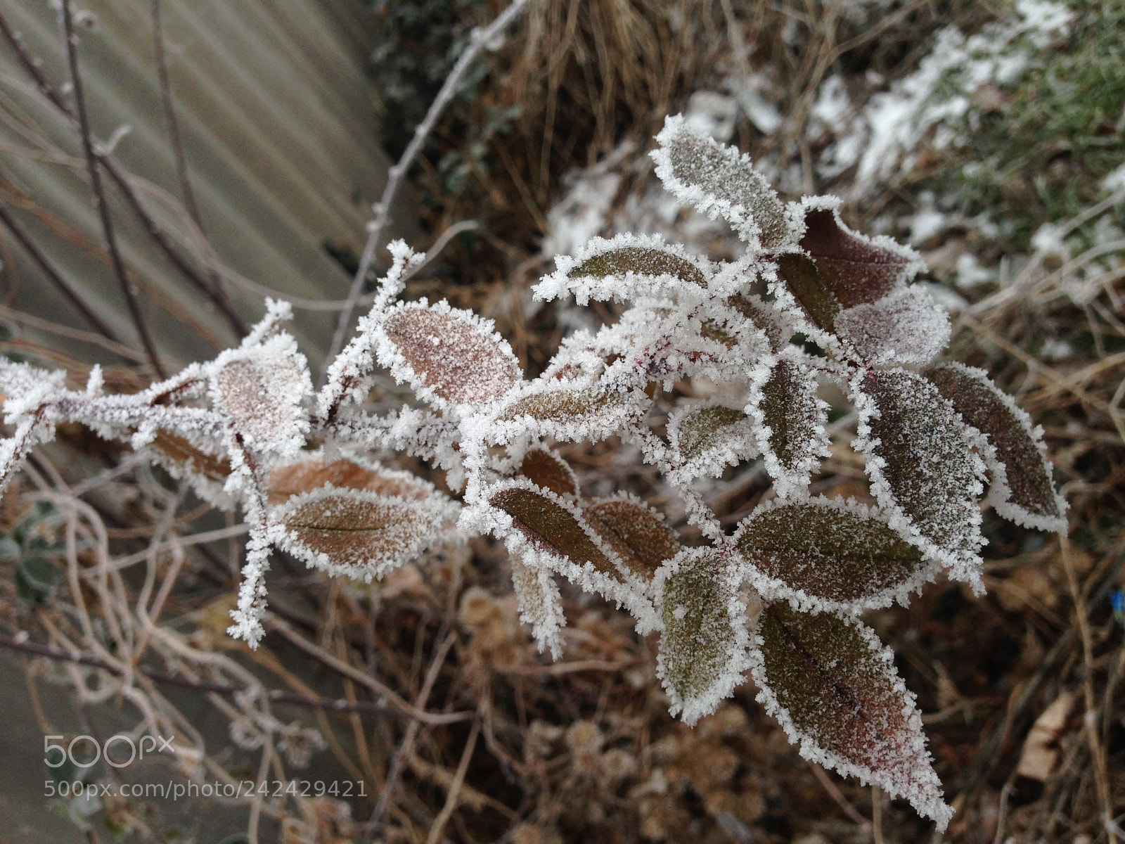 Apple iPhone 5 sample photo. #coldbeauty #inspiration photography