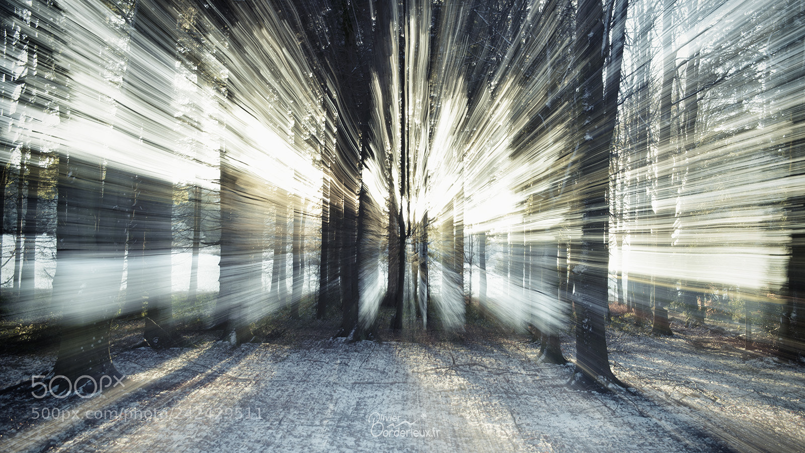 Nikon D800 sample photo. Dans les bois in photography