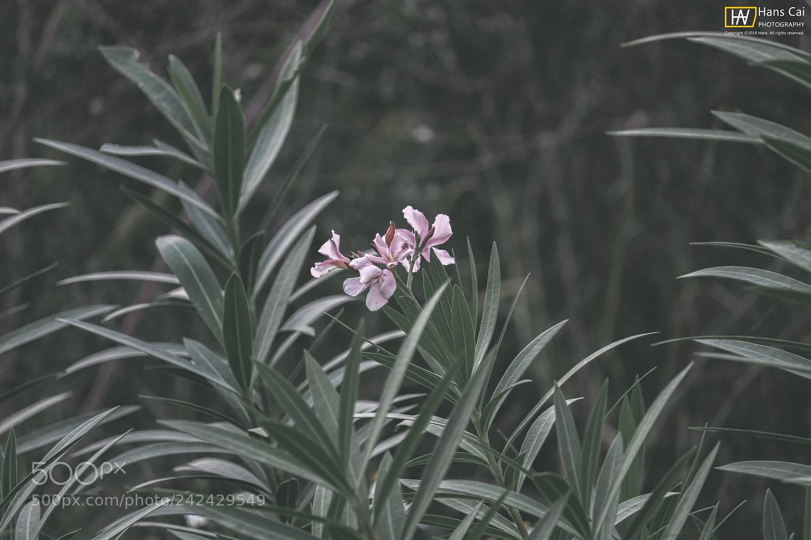 Canon EOS 200D (EOS Rebel SL2 / EOS Kiss X9) sample photo. 一枝独秀 photography