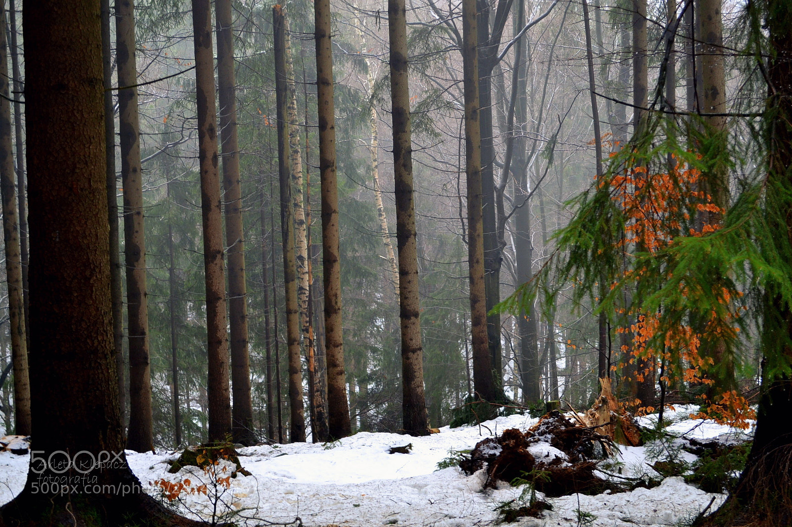 Nikon D3100 sample photo. Winter photography
