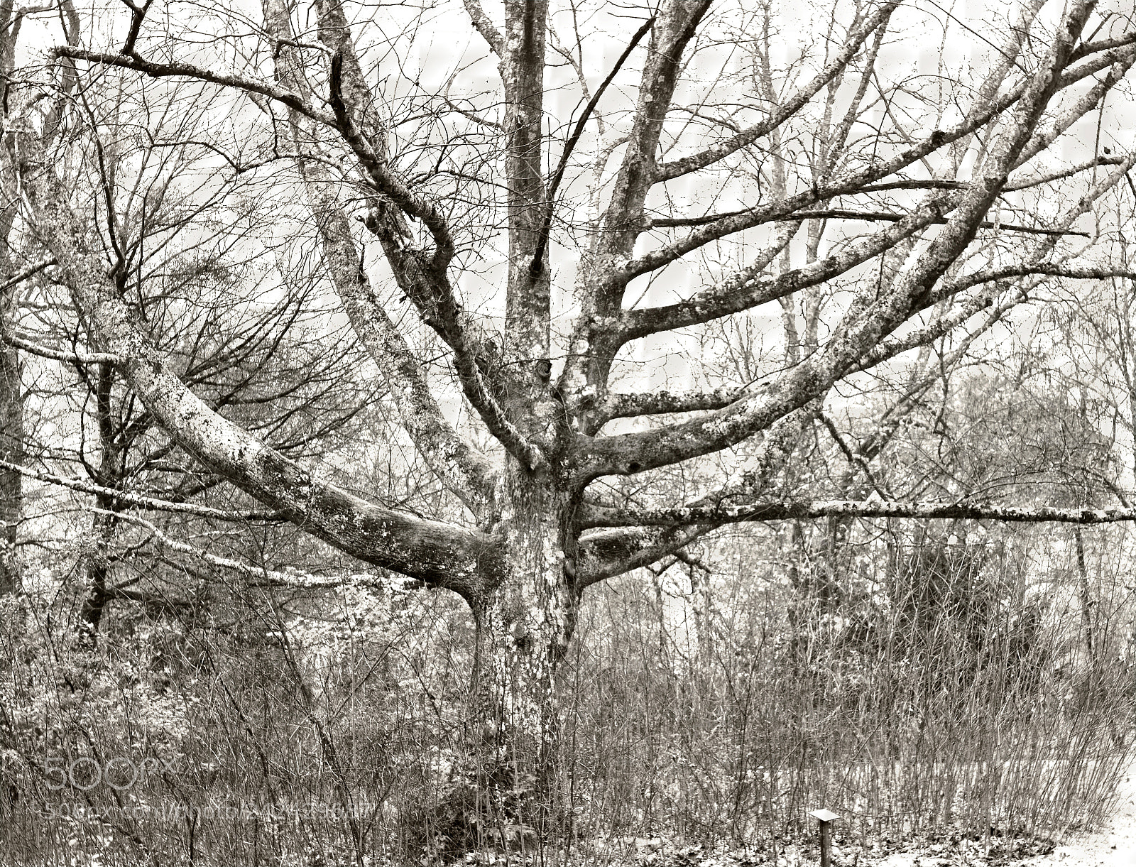 Nikon D7100 sample photo. Quercus rubra n0472.1.2.1.2.1.9.1.5.2 photography
