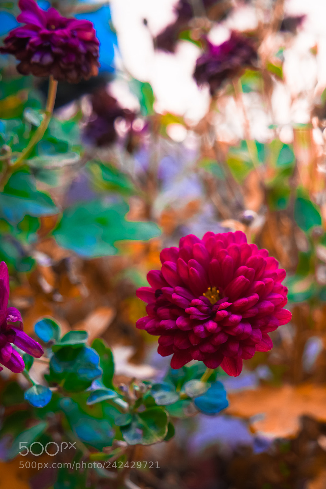 Samsung NX500 sample photo. Meg photography