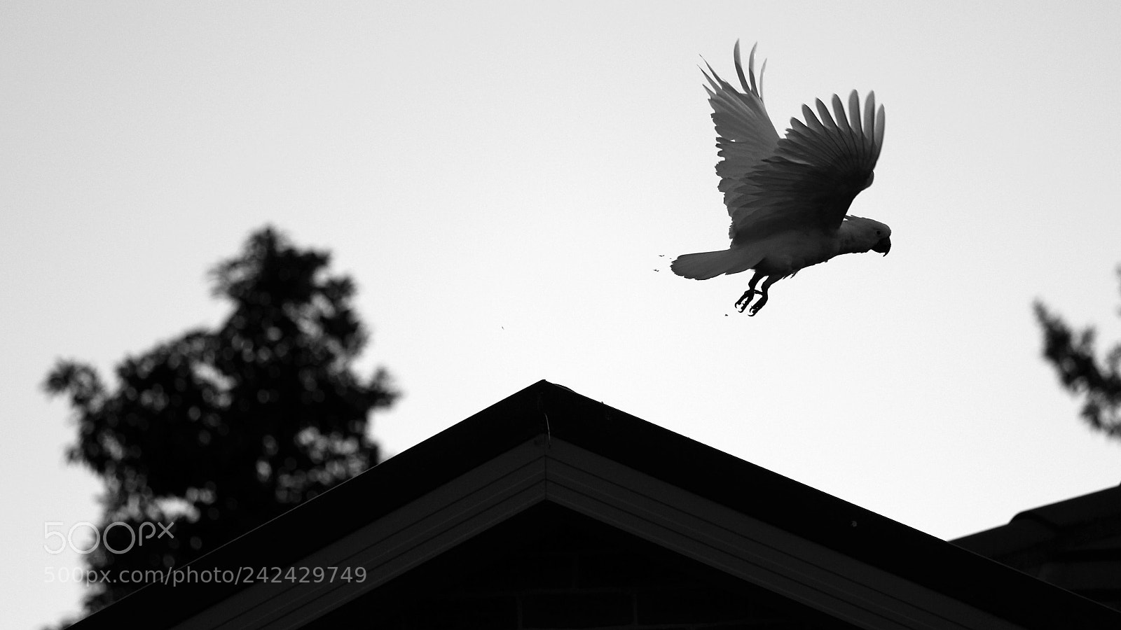 Canon EOS 550D (EOS Rebel T2i / EOS Kiss X4) sample photo. The bug out.. photography