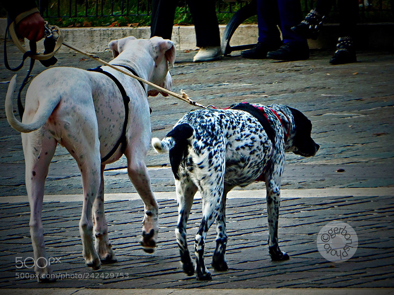 Panasonic Lumix DC-ZS70 (Lumix DC-TZ90) sample photo. Two dogs to walk photography