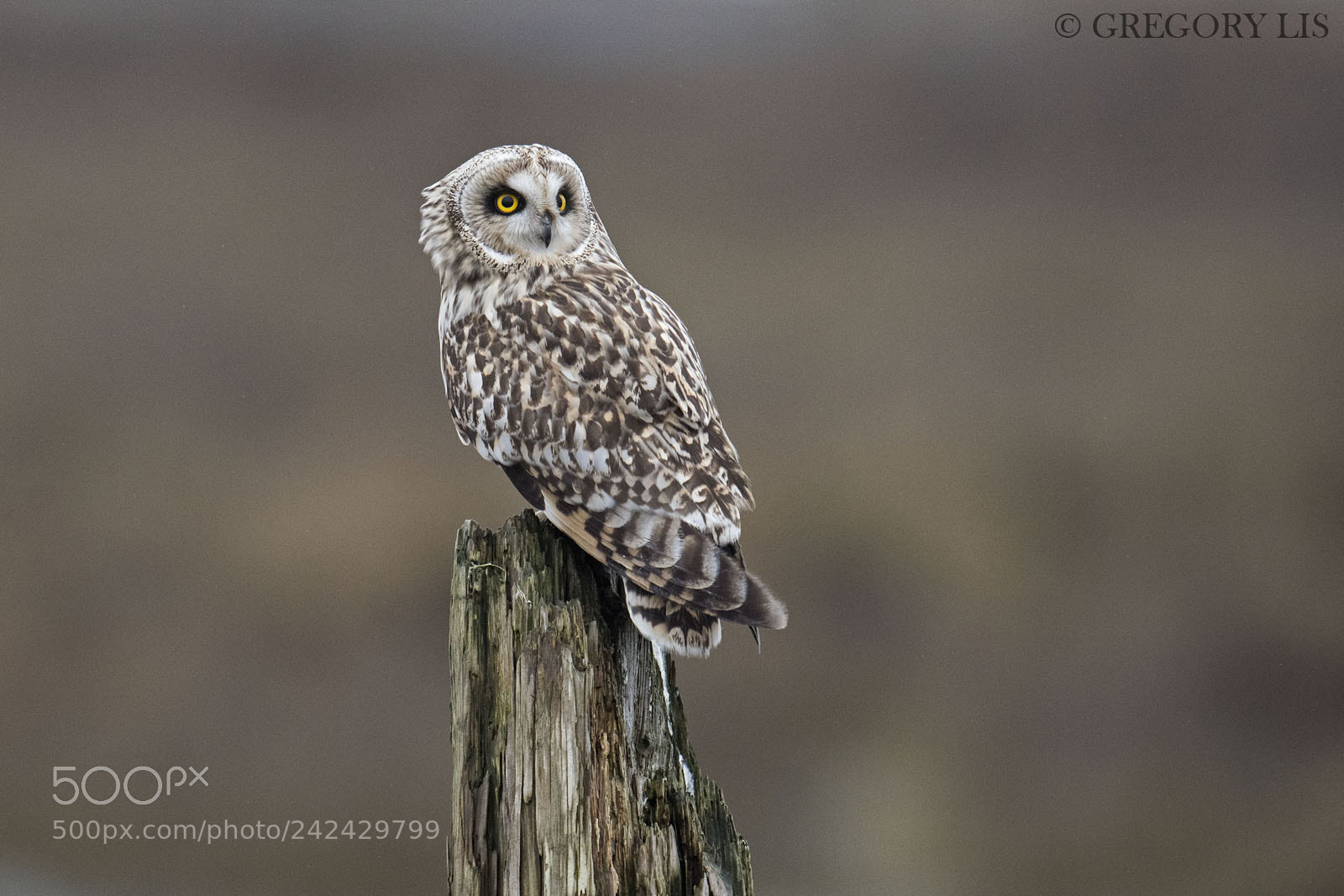 Nikon D810 sample photo. Short-eared owl photography
