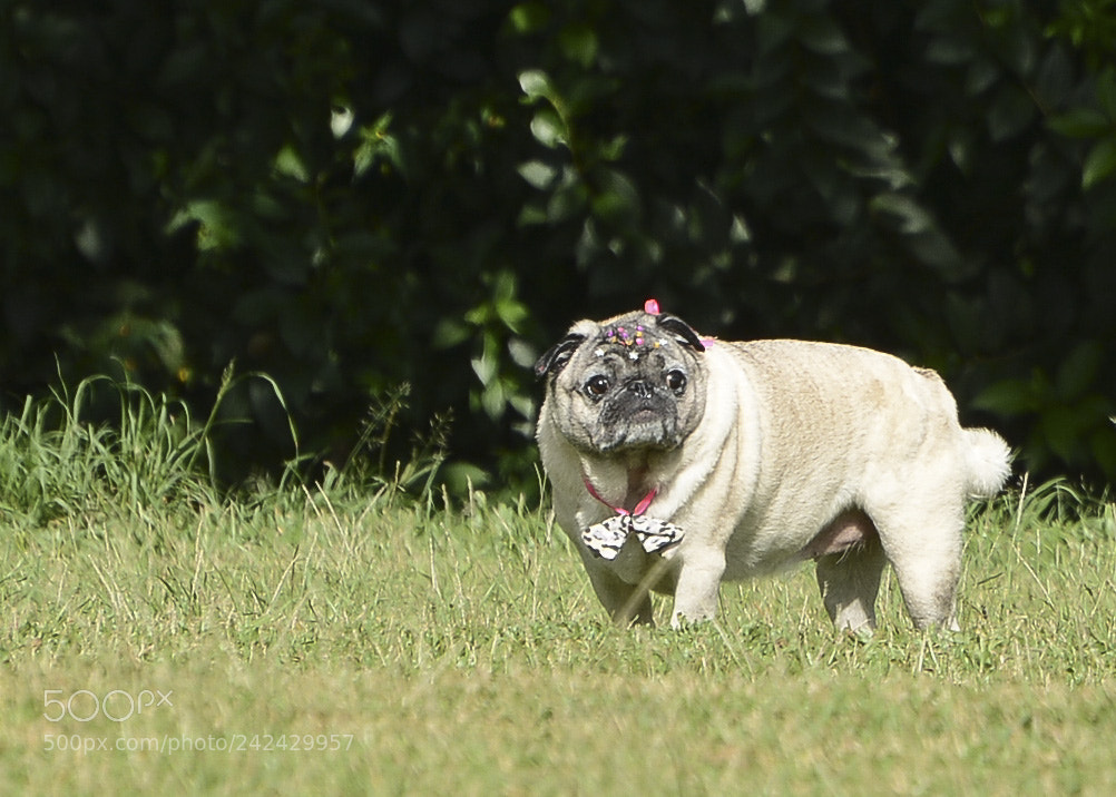 Nikon D7100 sample photo. Um passeio na natureza. photography