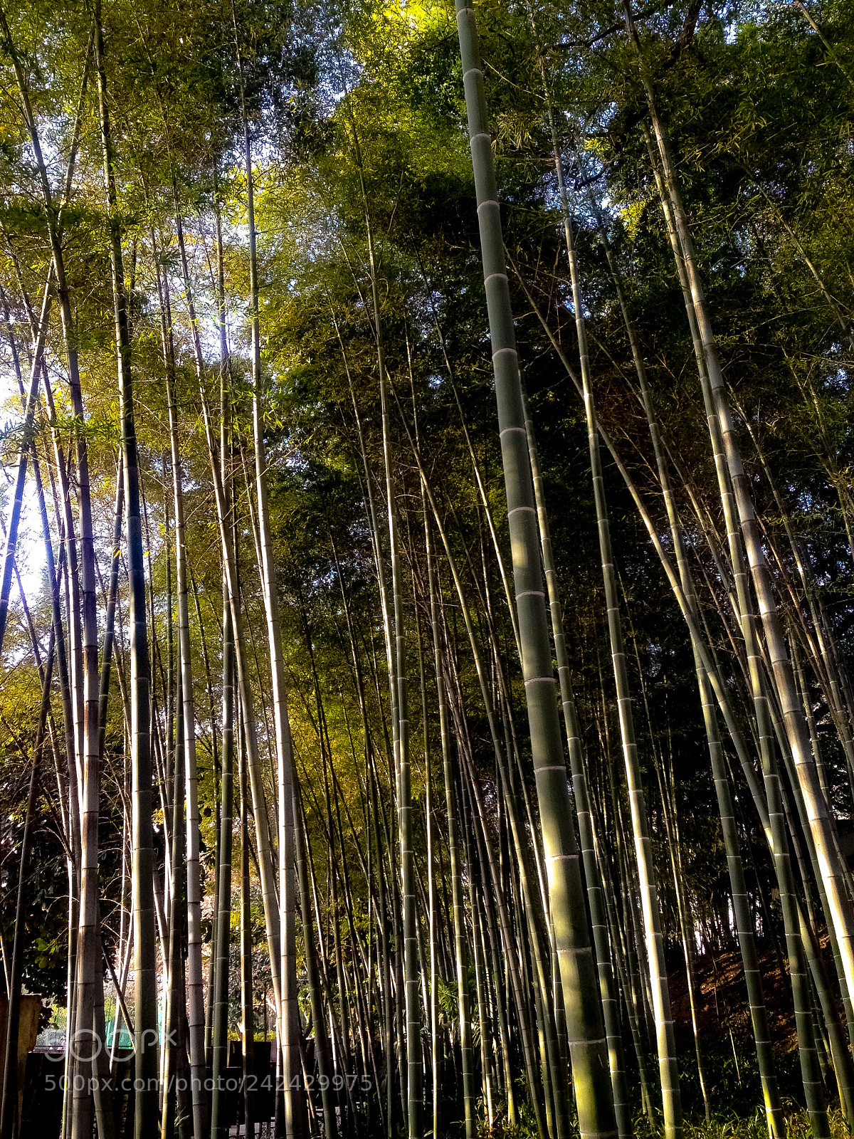 Apple iPhone 5 sample photo. Woods at school? photography