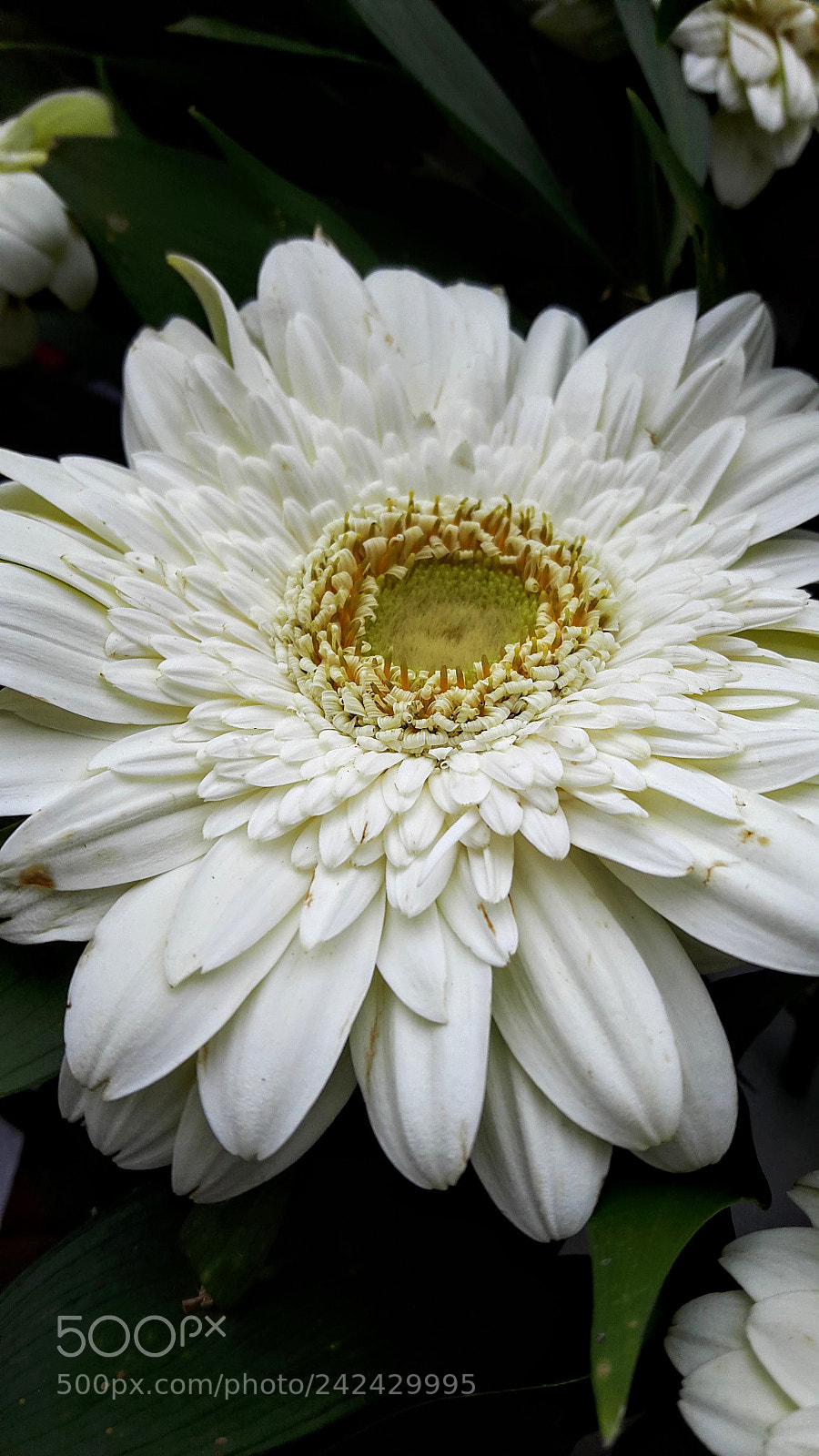 Samsung Galaxy A8 sample photo. Gerbera.. photography