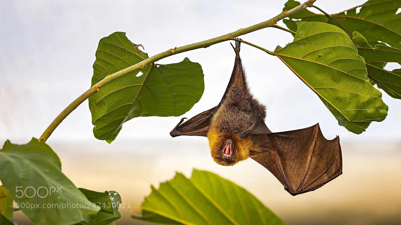 Panasonic Lumix DC-G9 sample photo. Flying fox photography